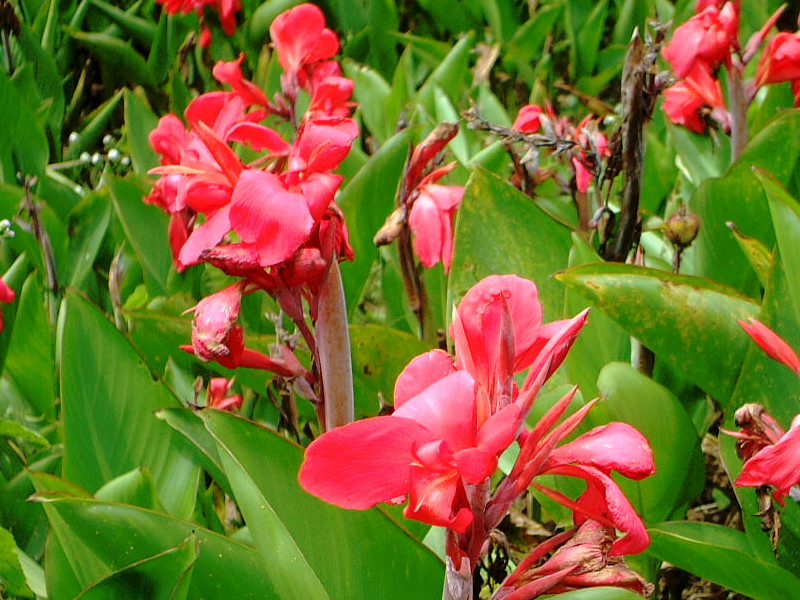 カンナ Canna Indeica Hybrid かぎけん花図鑑