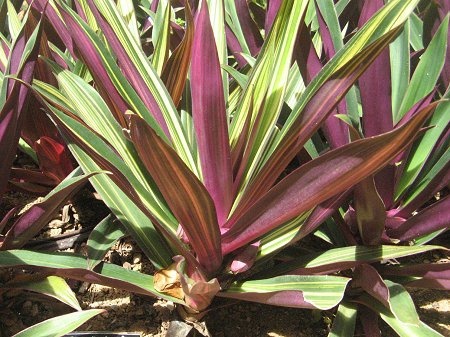 Tradescantia spathacea