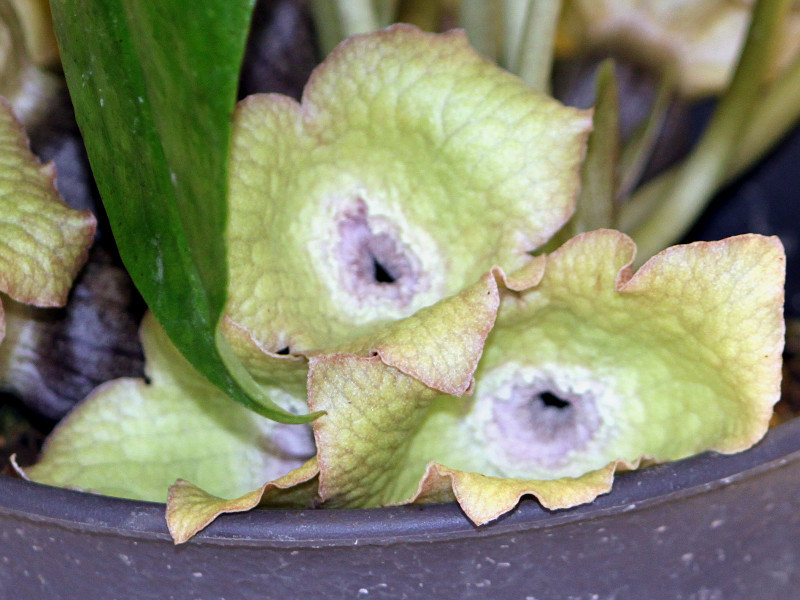 Asarum fudsinoi