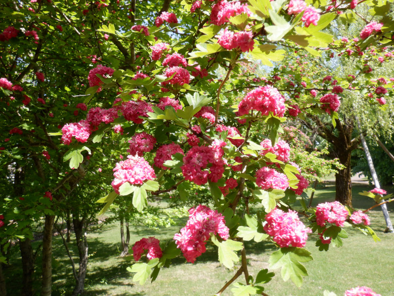 Crataegus laevigata 'Paul's Scarlet'