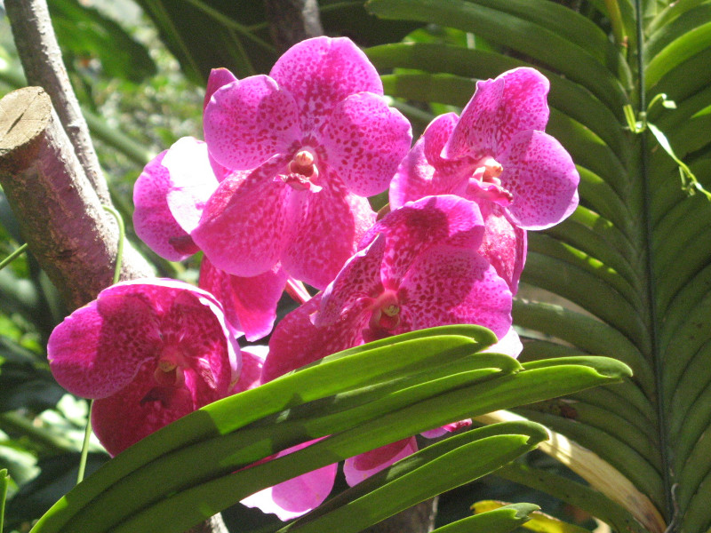 Vanda Orchid