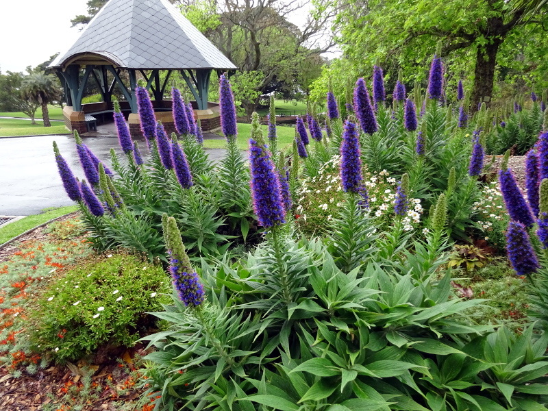 エキウム カンディカンス Echium Candicans かぎけん花図鑑