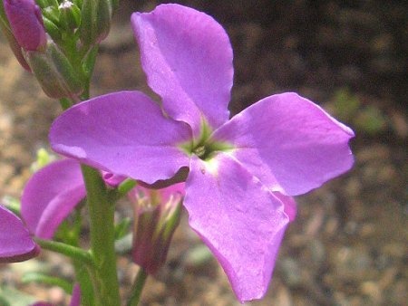 garden stock