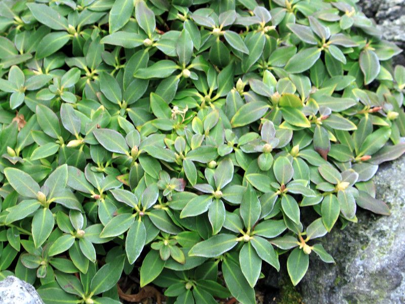  Yakushima azalea