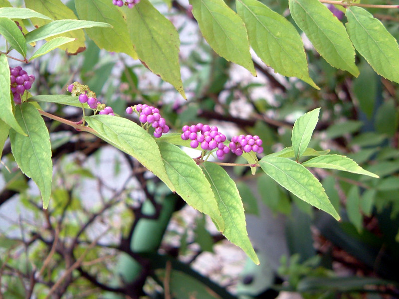 コムラサキ Callicarpa Dichotoma かぎけん花図鑑