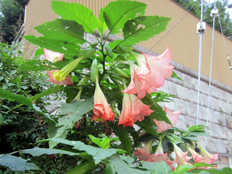 Brugmansia