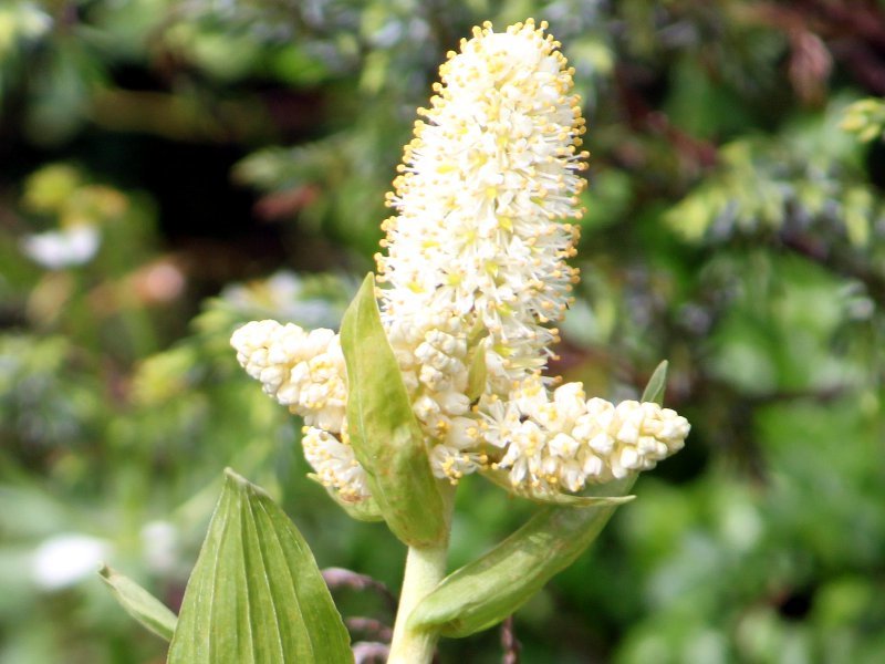 Veratrum stamineum