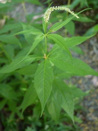 白花腹水草