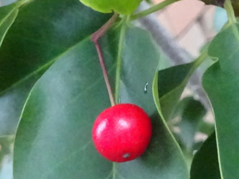 ソヨゴ Ilex Pedunculosa かぎけん花図鑑