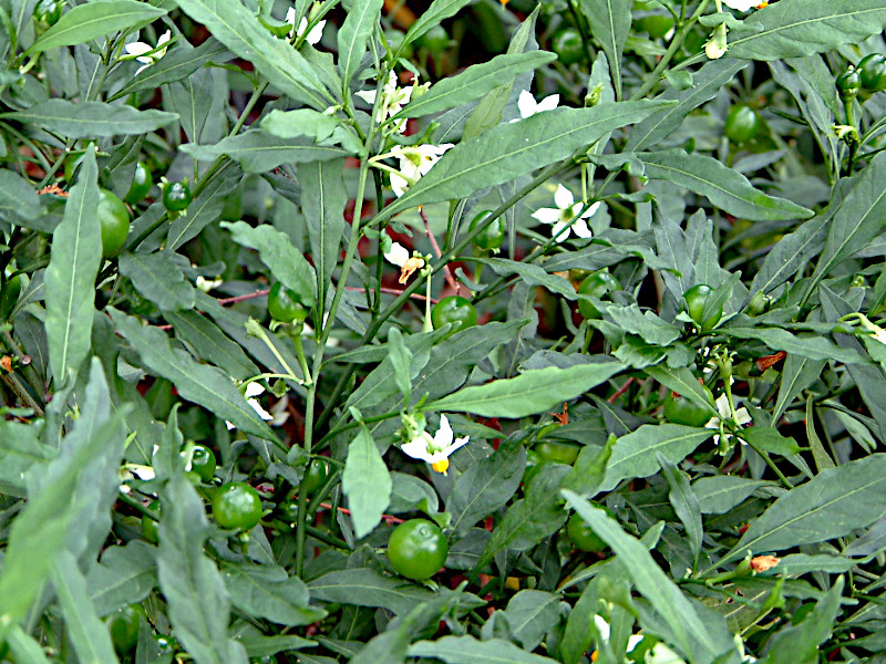 Jerusalem cherry