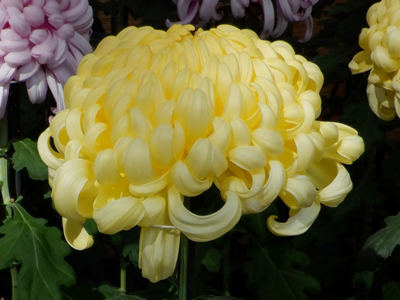 Chrysanthemum 'Higure no Sato'