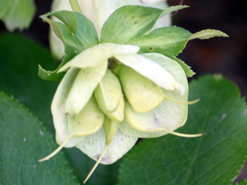 Helleborus orientalis