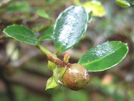 Ilex crenata