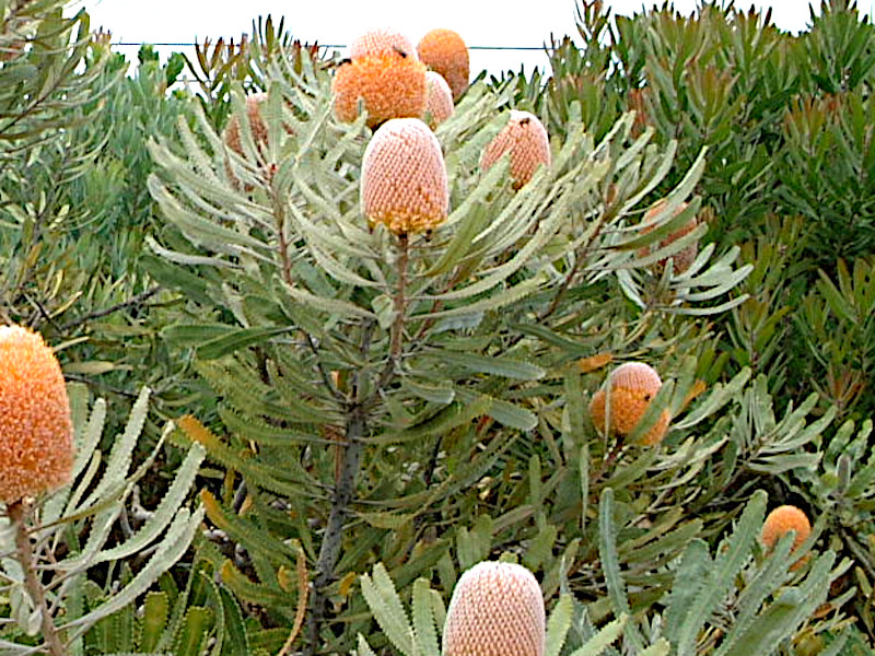 Banksia integrifolia