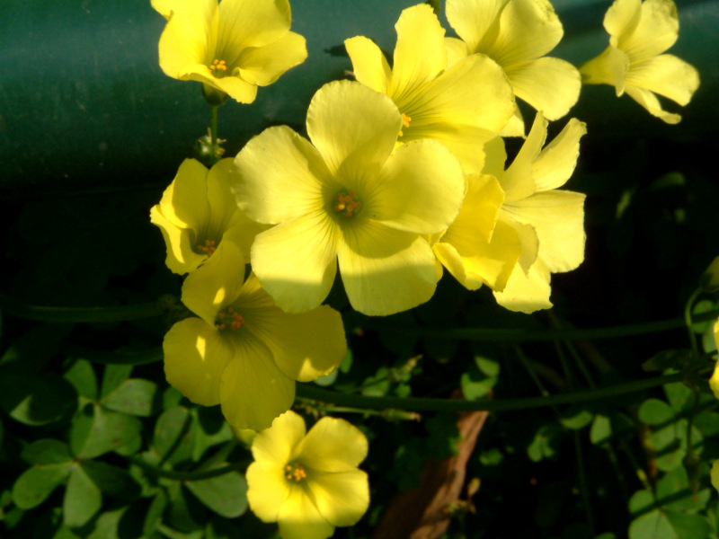 Buttercup oxalis