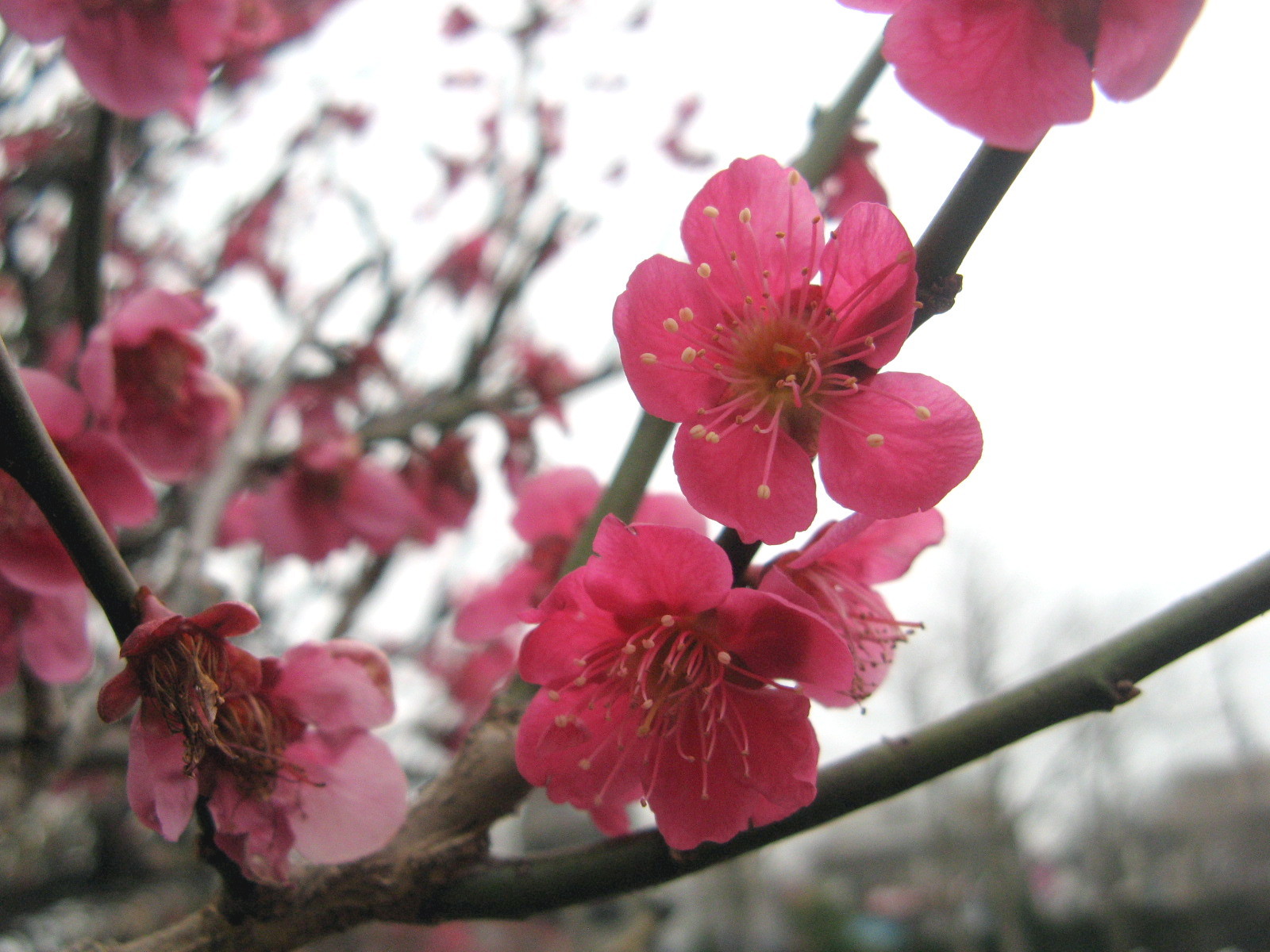 2月の誕生花 かぎけん花図鑑