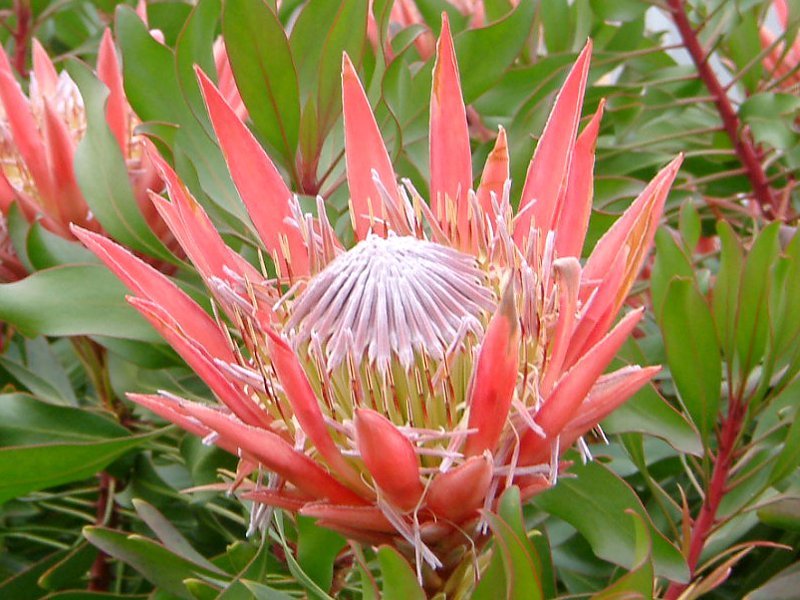 キングプロテア Protea Cynaroides かぎけん花図鑑