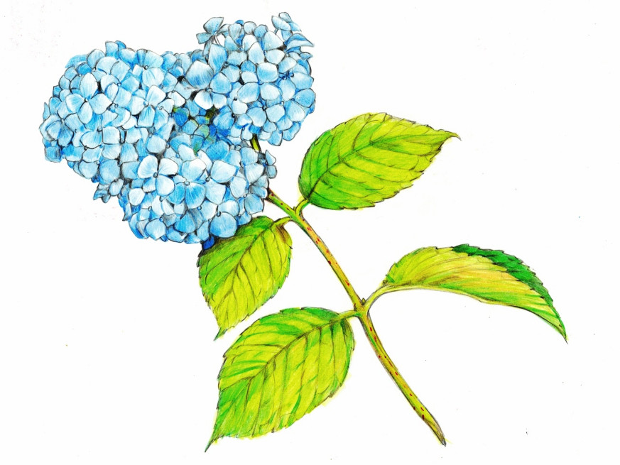 Siberian hydrangea