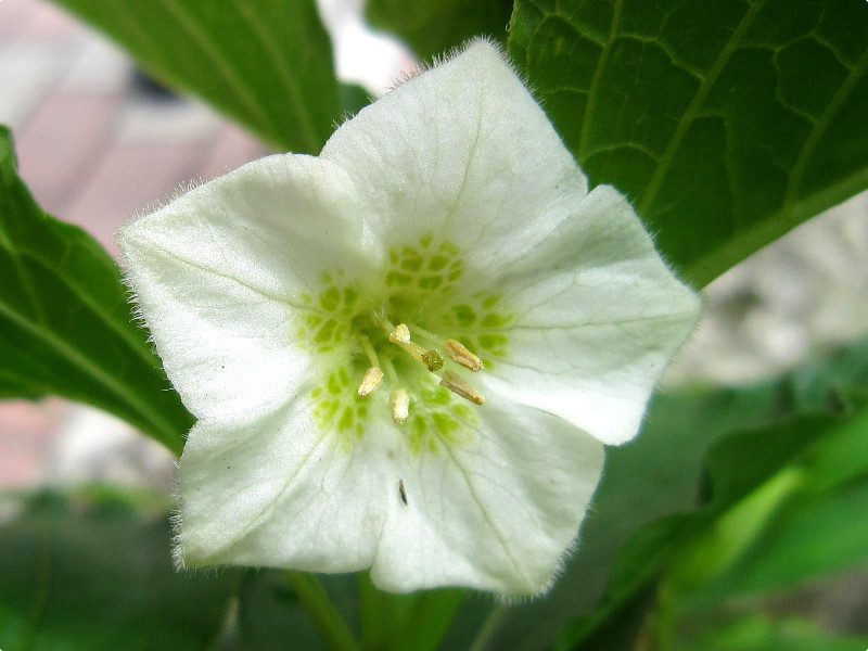 Physalis alkekengi