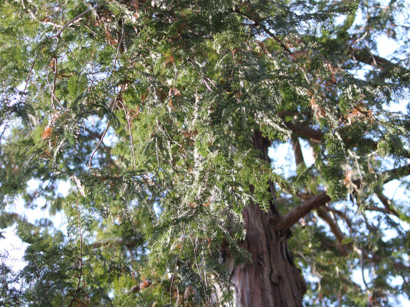 Hinoki cypress