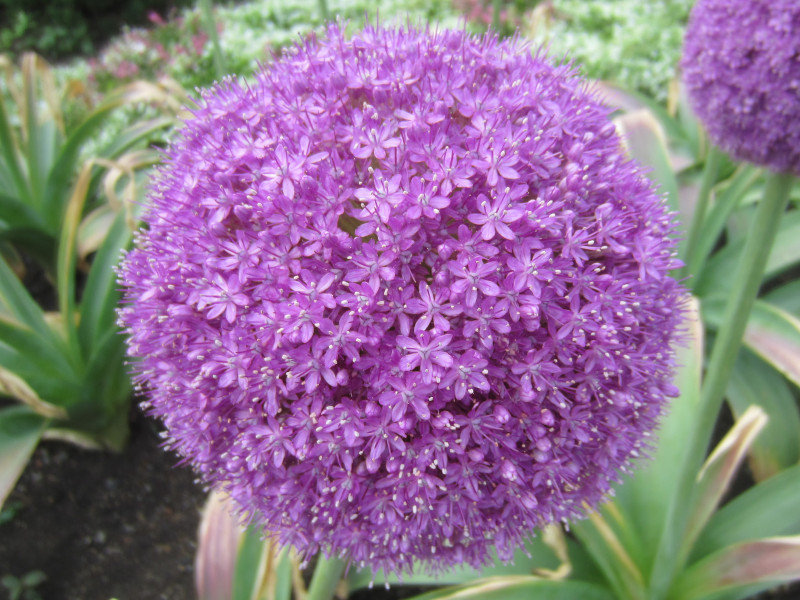 アリウム ギガンテウム Allium Giganteum かぎけん花図鑑