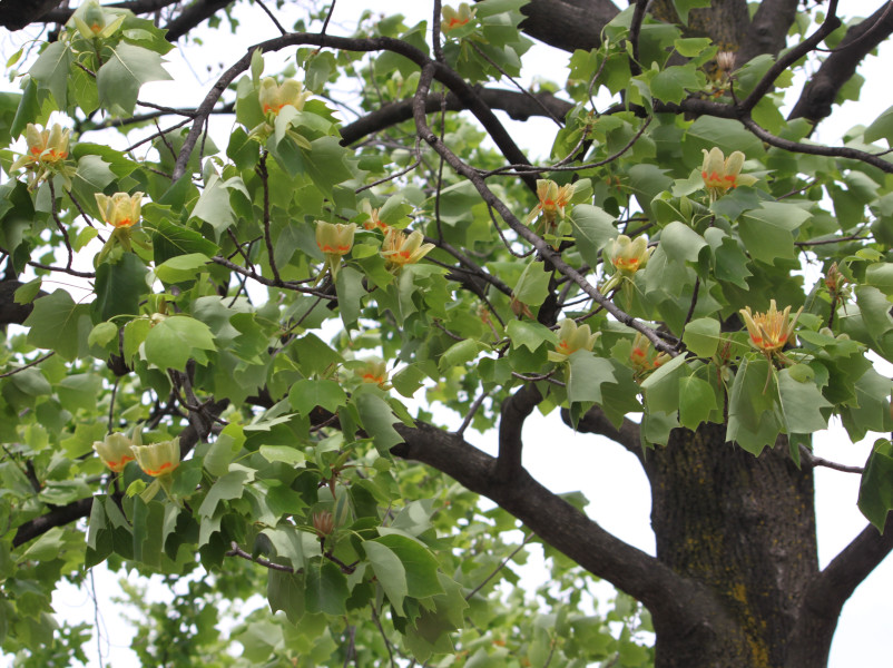 Tulip tree