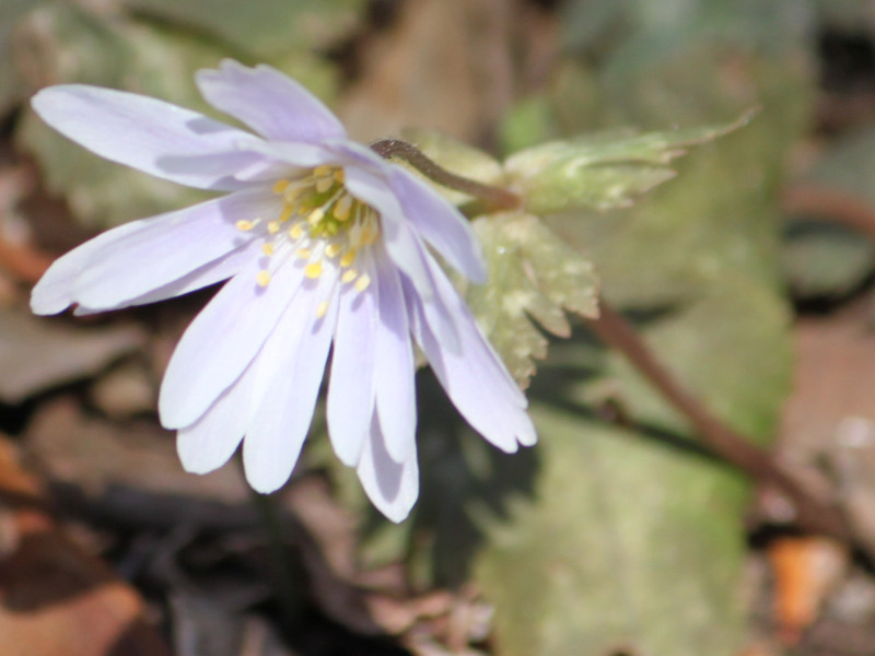 Anemone keisueana