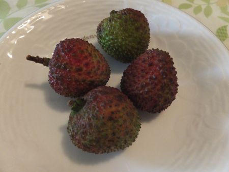 Litchi chinensis