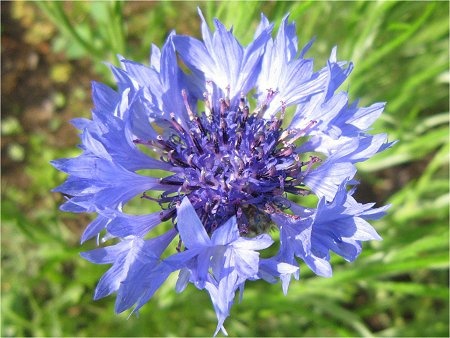 南房総の花7 ヤグルマギク（矢車菊、Centaurea cyanus）