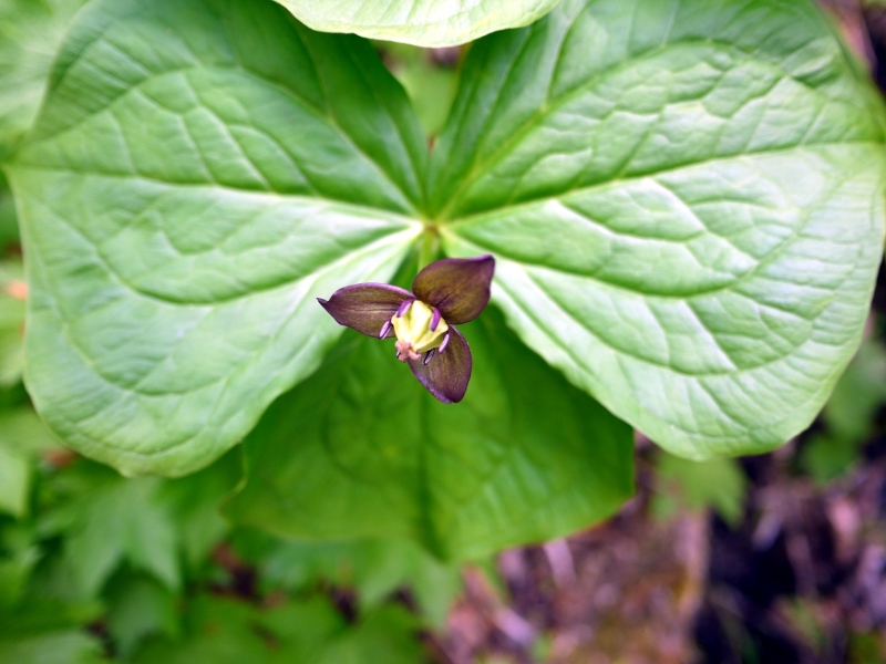 エンレイソウ Trillium Smallii かぎけん花図鑑