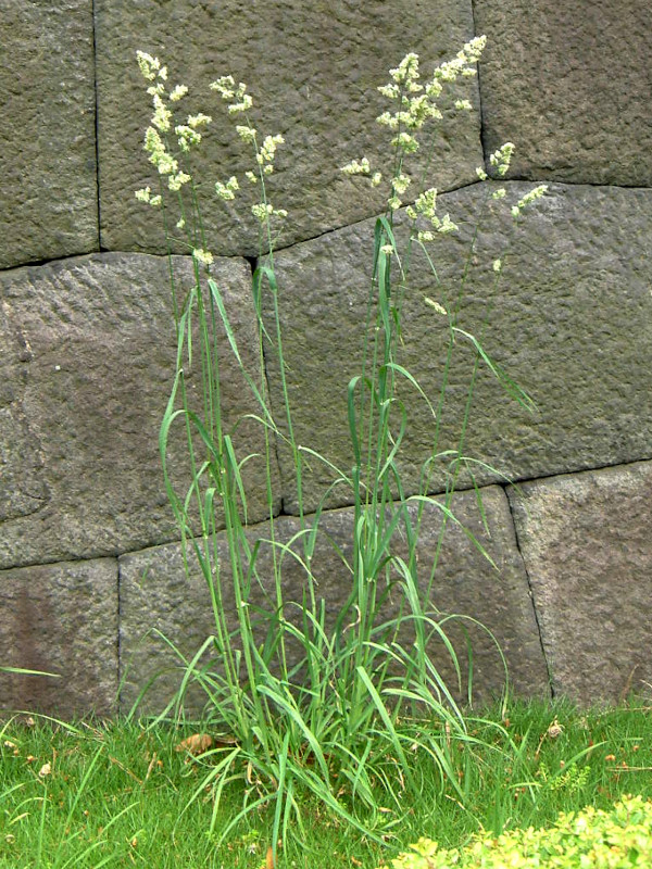 Dactylis glomerata