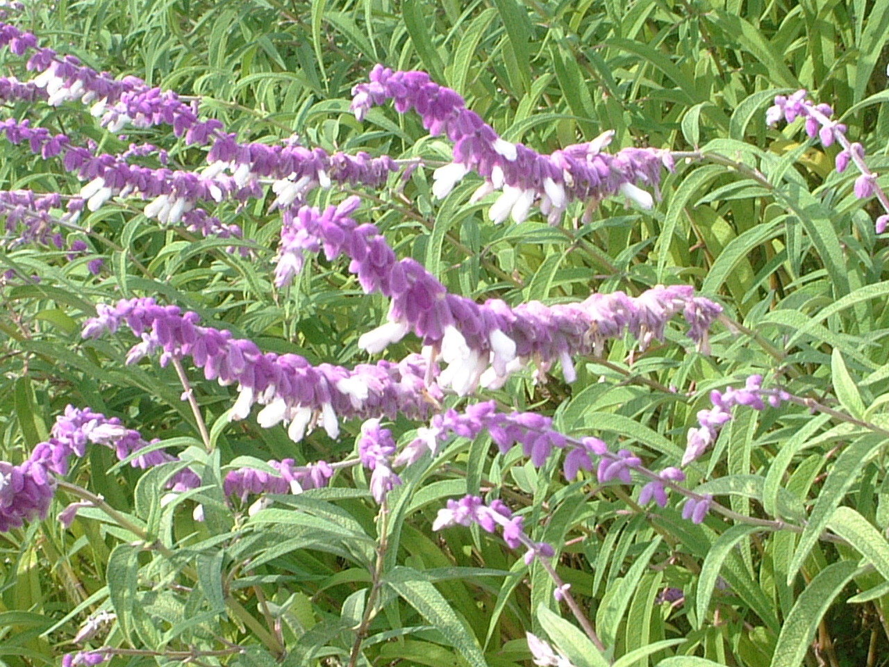 Salvia leucantha