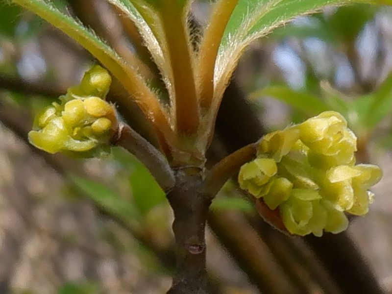 Lindera umbellata