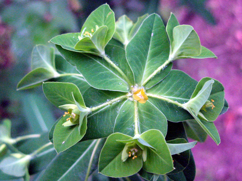 Euphorbia helioscopia