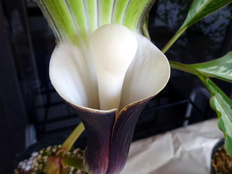 全缘灯台莲 Arisaema Sikokianum 科技研花图画书