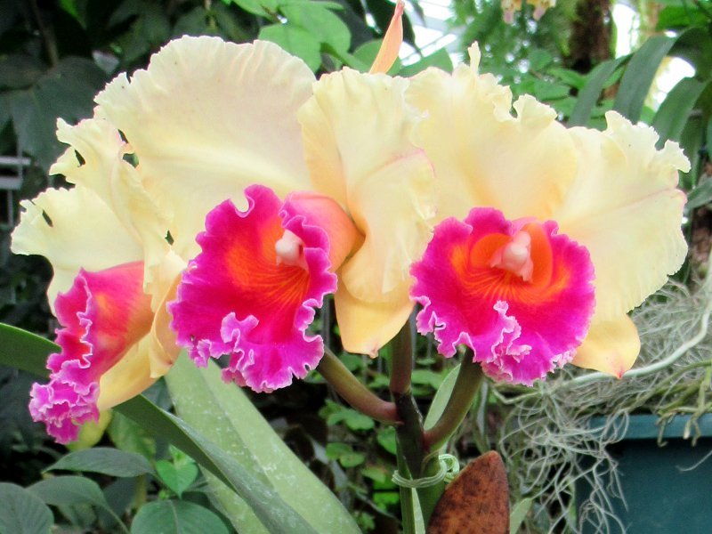 Cattleya