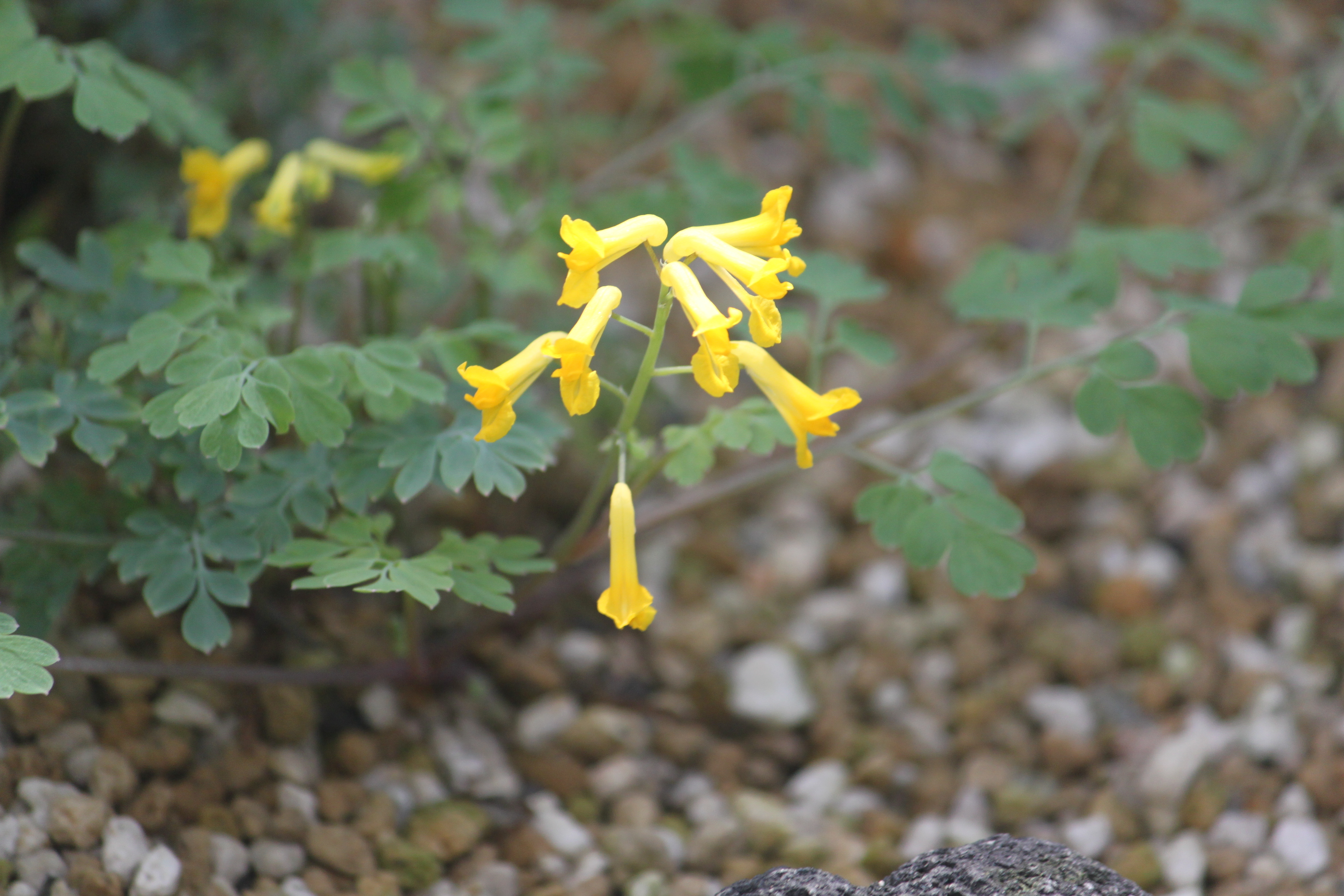 Yellow corydalis