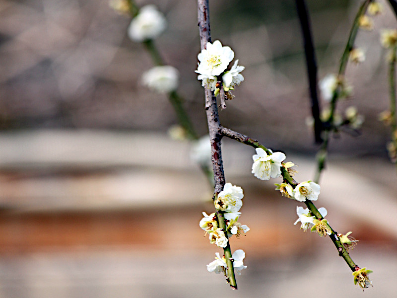 Prunus mume 'Ryokugakushidare',