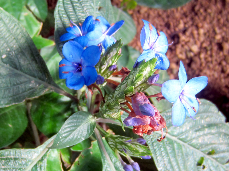 Eranthemum pulchellum