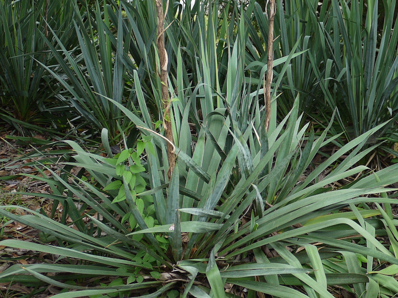 Yucca filamentosa