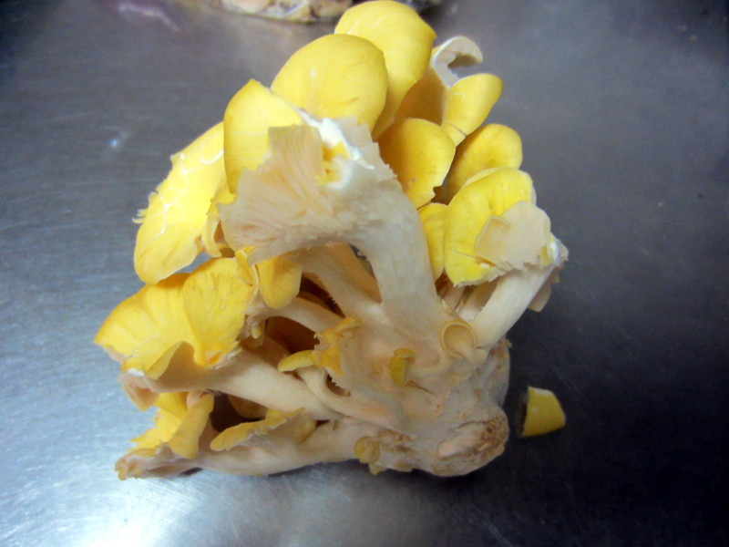 Pleurotus cornucopiae