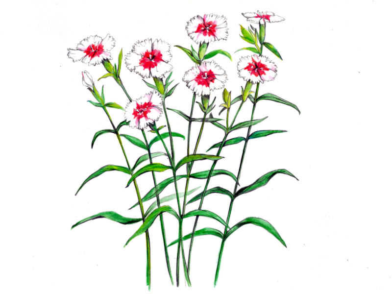 Dianthus chinensis