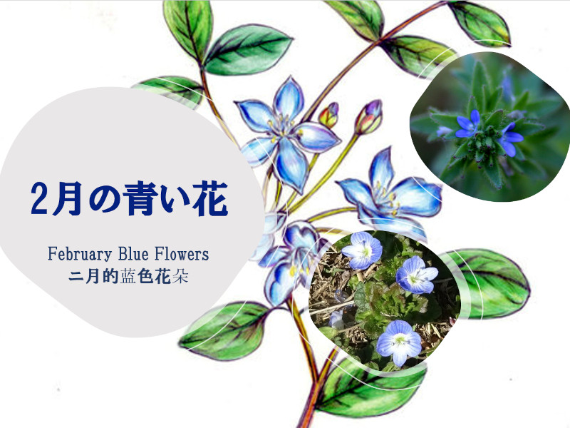二月的蓝色花朵