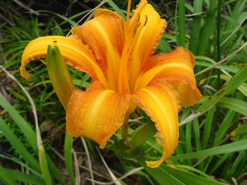 Hemerocallis fulva