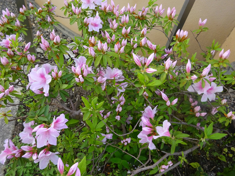 Rhododendron pulchrum