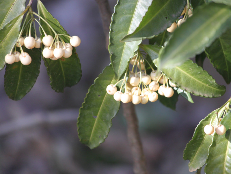 Ardisia crenata