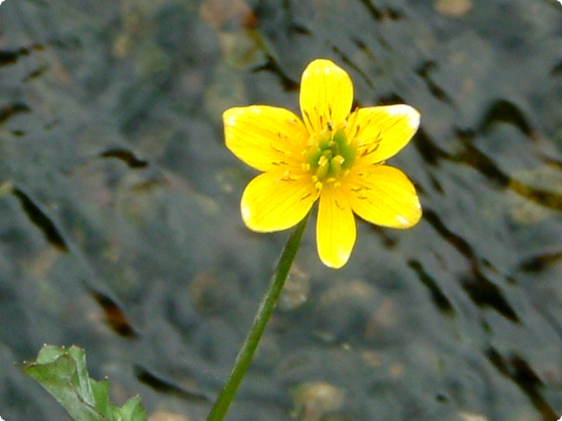 Caltha palustris var. enkoso