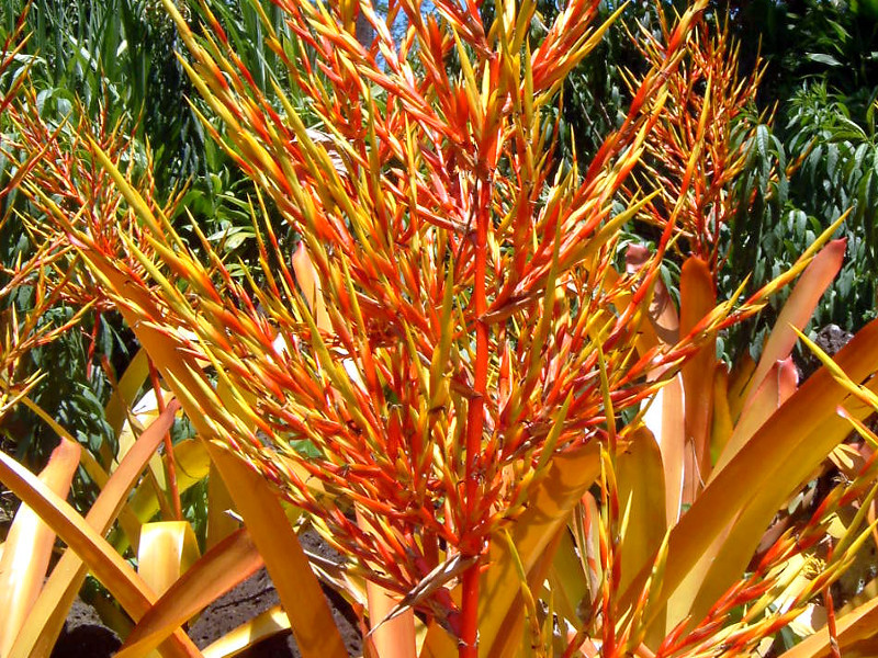 Aechmea blanchetiana