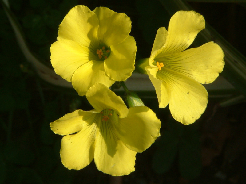 Buttercup oxalis