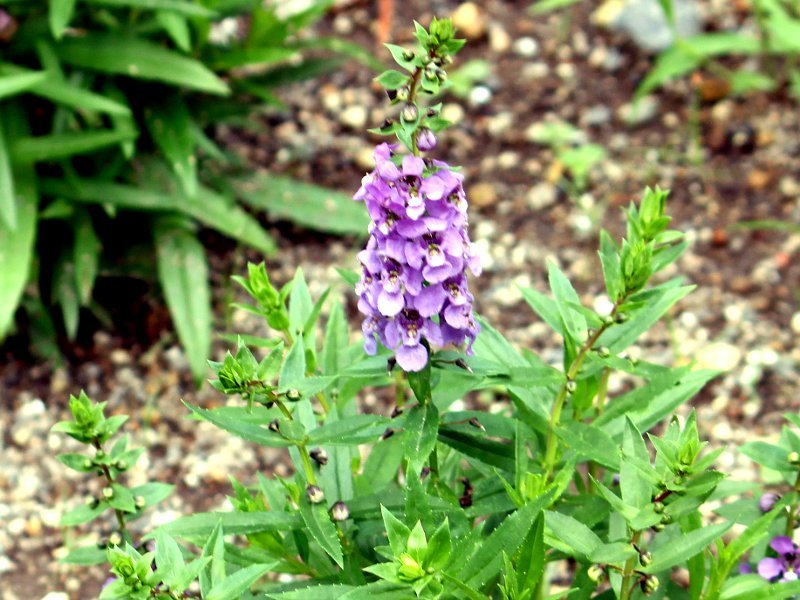 アンゲロニア セレナ Angelonia Serena かぎけん花図鑑